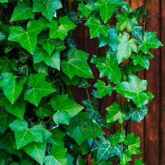 Hedera helix hibernica - Großblättriger Irischer Efeu