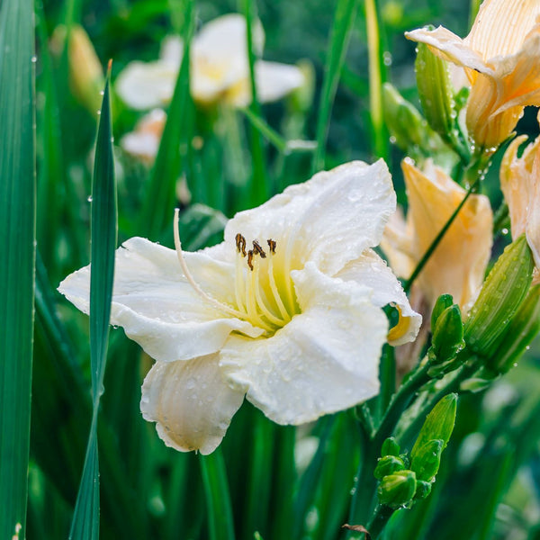 Hemerocallis x cultorum 'White Temptation' - Taglilie