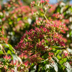 Heptacodium miconioides - 7 Söhne des Himmels Strauch