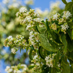 Heptacodium miconioides - 7 Söhne des Himmels Strauch