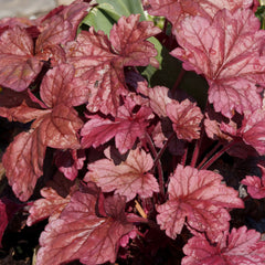Heuchera micrantha 'Palace Purple' - Purpurglöckchen