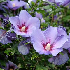 Hibiscus syriacus 'Blue Bird' - Eibisch 'Blue Bird'