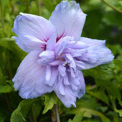 Hibiscus syriacus 'Blue Chiffon' - Eibisch 'Blue Chiffon'