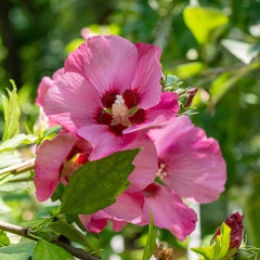 Hibiscus syriacus 'Pink Giant' - Eibisch 'Pink Giant'