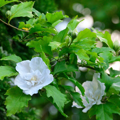Hibiscus syriacus 'White Chiffon' - Eibisch 'White Chiffon'