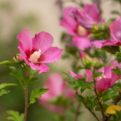 Hibiscus syriacus 'Woodbridge' - Eibisch 'Woodbridge'