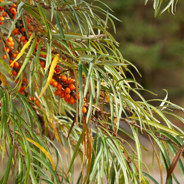 Hippophae rhamnoides 'Orange Energy' - Sanddorn (weiblich)