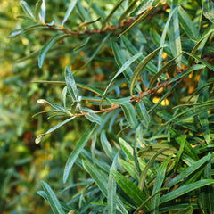 Hippophae rhamnoides 'Pollmix' - Sanddorn (männlich)