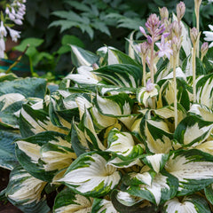 Hosta x fortunei 'Fire and Ice' - Herzblatt-Funkie