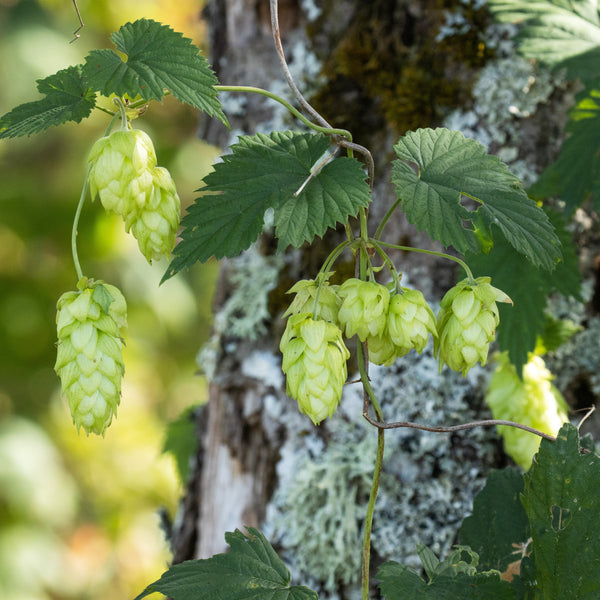 Humulus lupulus - Echter Hopfen