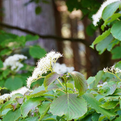 Hydrangea arborescens 'Hirta' - Haarige Schneeball-Hortensie 'Hirta'