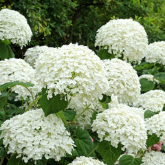 Hydrangea arborescens 'Strong Annabelle' - Schneeball-Hortensie 'Strong Annabelle'