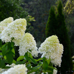 Hydrangea paniculata 'Bobo' - Zwerg-Rispenhortensie 'Bobo'