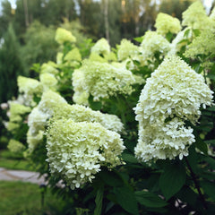 Hydrangea paniculata  'Limelight' - Rispenhortensie 'Limelight'