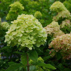 Hydrangea paniculata 'Little Lime' - Zwerg-Rispenhortensie 'Little Lime'