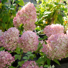 Hydrangea paniculata 'Magical Candle' - Rispenhortensie 'Magical Candle'
