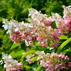 Hydrangea paniculata 'Pinky Winky' - Rispenhortensie 'Pinky Winky'
