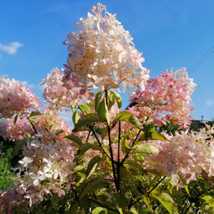 Hydrangea paniculata 'Sundae Fraise' - Rispenhortensie 'Sundae Fraise'