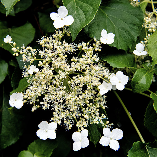 Hydrangea petiolaris - Kletter-Hortensie