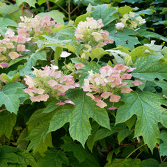 Hydrangea quercifolia 'Burgundy' - Eichblättrige Hortensie 'Burgundy'