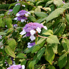 Hydrangea aspera ssp. sargentiana - Samthortensie