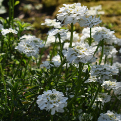 Iberis sempervirens 'Zwergschneeflocke' - Schleifenblume