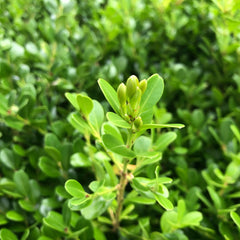 Ilex crenata 'Kin Me' - Japanische Stechpalme 'Kinme'