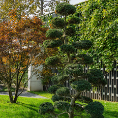 Ilex crenata 'Kin Me' - Japanische Stechpalme 'Kinme'