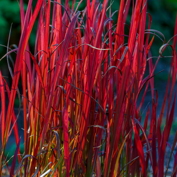 Imperata cylindrica 'Red Baron' - Japanisches Blutgras 'Red Baron'