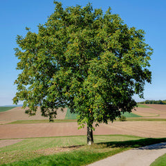 Juglans regia - Walnuss