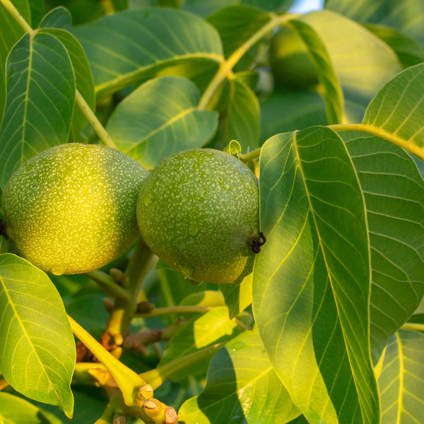 Juglans regia - Walnuss