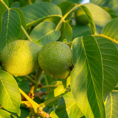 Juglans regia - Walnuss