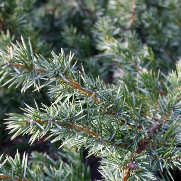 Juniperus communis 'Green Carpet' - Kriech-Wacholder 'Green Carpet'