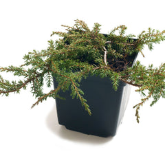 Juniperus communis 'Green Carpet' - Kriechwacholder