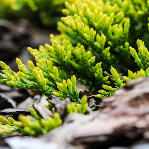 Juniperus horizontalis  'Golden Carpet' - Grüner Teppichwacholder