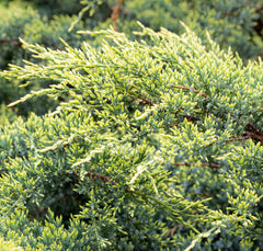 Juniperus horizontalis  'Golden Carpet' - Grüner Teppichwacholder