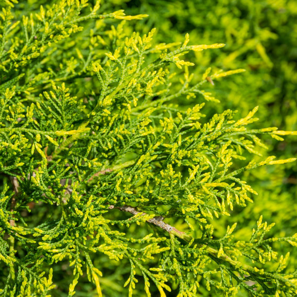 Juniperus media 'Gold Coast' - Gelber Wacholder 'Gold Coast'