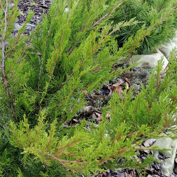 Juniperus media 'Mint Julep' - Grüner Strauchwacholder