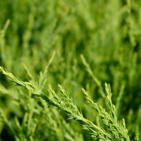 Juniperus media 'Mint Julep' - Gelber Wacholder 'Mint Julep'