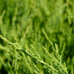 Juniperus media 'Mint Julep' - Gelber Wacholder 'Mint Julep'