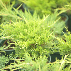 Juniperus media 'Old Gold' - Gelber Wacholder