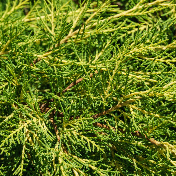Juniperus media 'Old Gold' - Gelber Wacholder 'Old Gold'