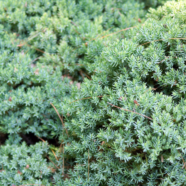 Juniperus procumbens 'Nana' - Niederer Zwergwacholder