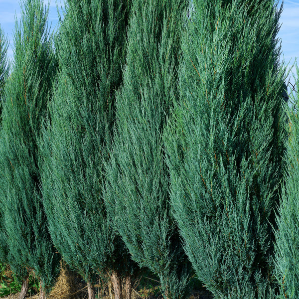 Juniperus scopulorum 'Blue Arrow' - Blauer Zypressen-Wacholder