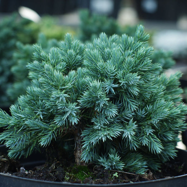 Juniperus squamata 'Blue Star' - Blauer Zwerg-Wacholder 'Blue Star'