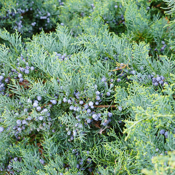 Juniperus virginiana 'Grey Owl' - Virginischer Wacholder 'Grey Owl'