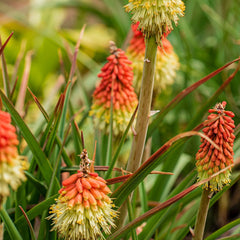 Kniphofia uvaria 'Royal Castle' - Fackellilie