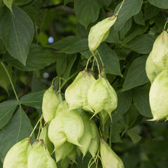 Koelreuteria paniculata - Blasenbaum
