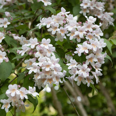 Kolkwitzia amabilis - Perlmuttstrauch / Kolkwitzie