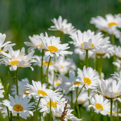 Leucanthemum x superbum 'Silberprinzesschen' - Margerite